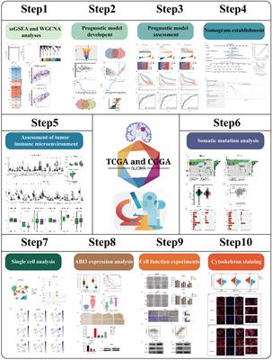 Leveraging a gene signature associated with disulfidptosis identified by machine learning to forecast clinical outcomes, immunological heterogeneities, and potential therapeutic targets within lower-grade glioma